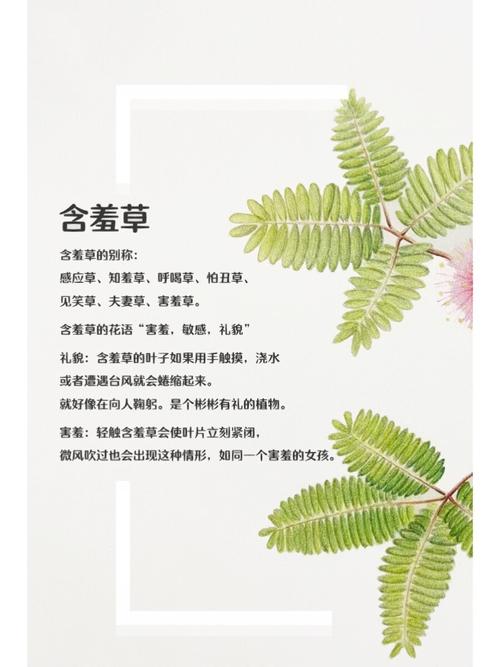 av白丝在线观看的相关介绍
